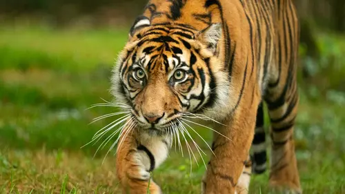 🐅 Harimau Sumatra, Sang Raja Hutan yang Kini di Ambang Puna
