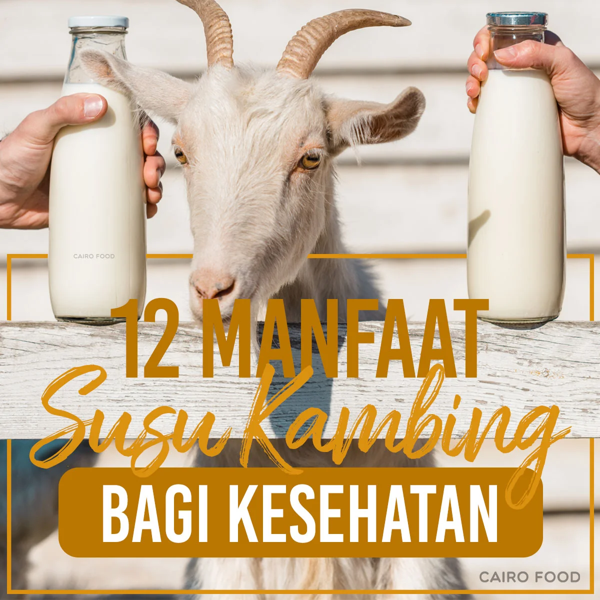 Manfaat Susu Kambing untuk Kesehatan dan Cara Konsumsinya