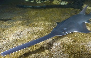 Ikan Gergaji: Mengenal Hewan Laut Unik yang Hampir Punah