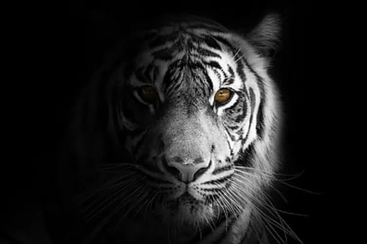 Kenapa Harimau Sering Muncul di Pemukiman? Penyebab dan Cara Mengantisipasinya