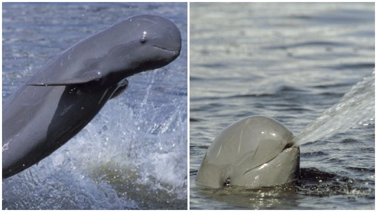 Ikan Pesut: Mamalia Air yang Unik dan Terancam Punah