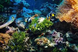 Keajaiban Terumbu Karang: Hutan Hujan di Bawah Laut yang Menakjubkan