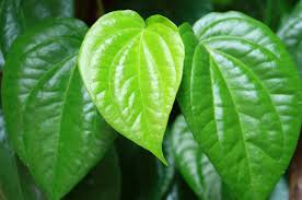 Manfaat Daun Sirih untuk Kesehatan: Lengkap & Terbukti Berkhasiat