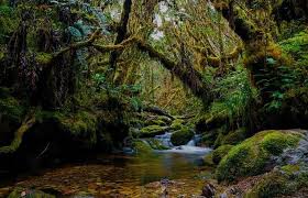 Menjaga Kelestarian Hutan: Paru-Paru Dunia yang Kian Terancam